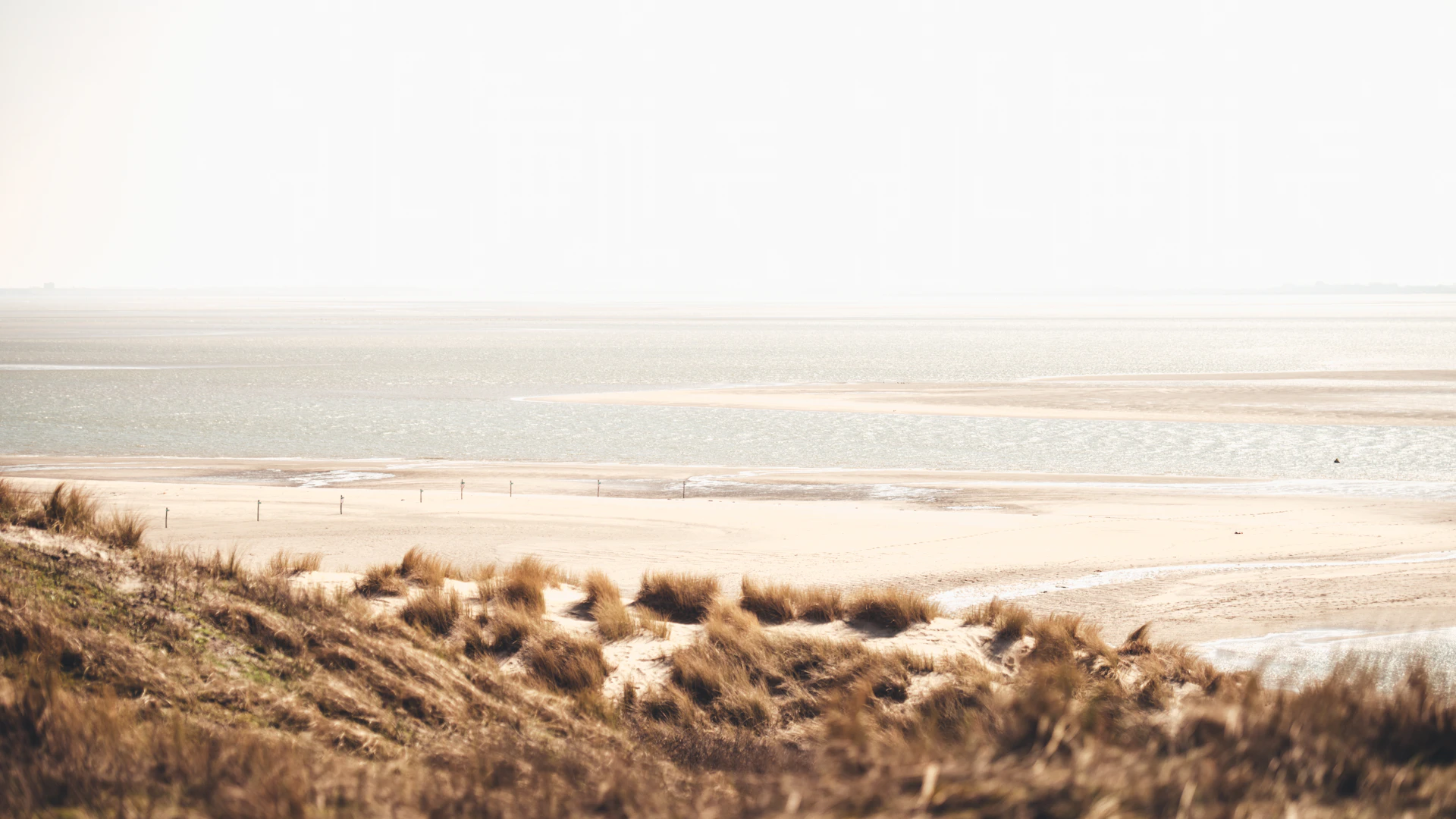A quiet path through coastal grasses