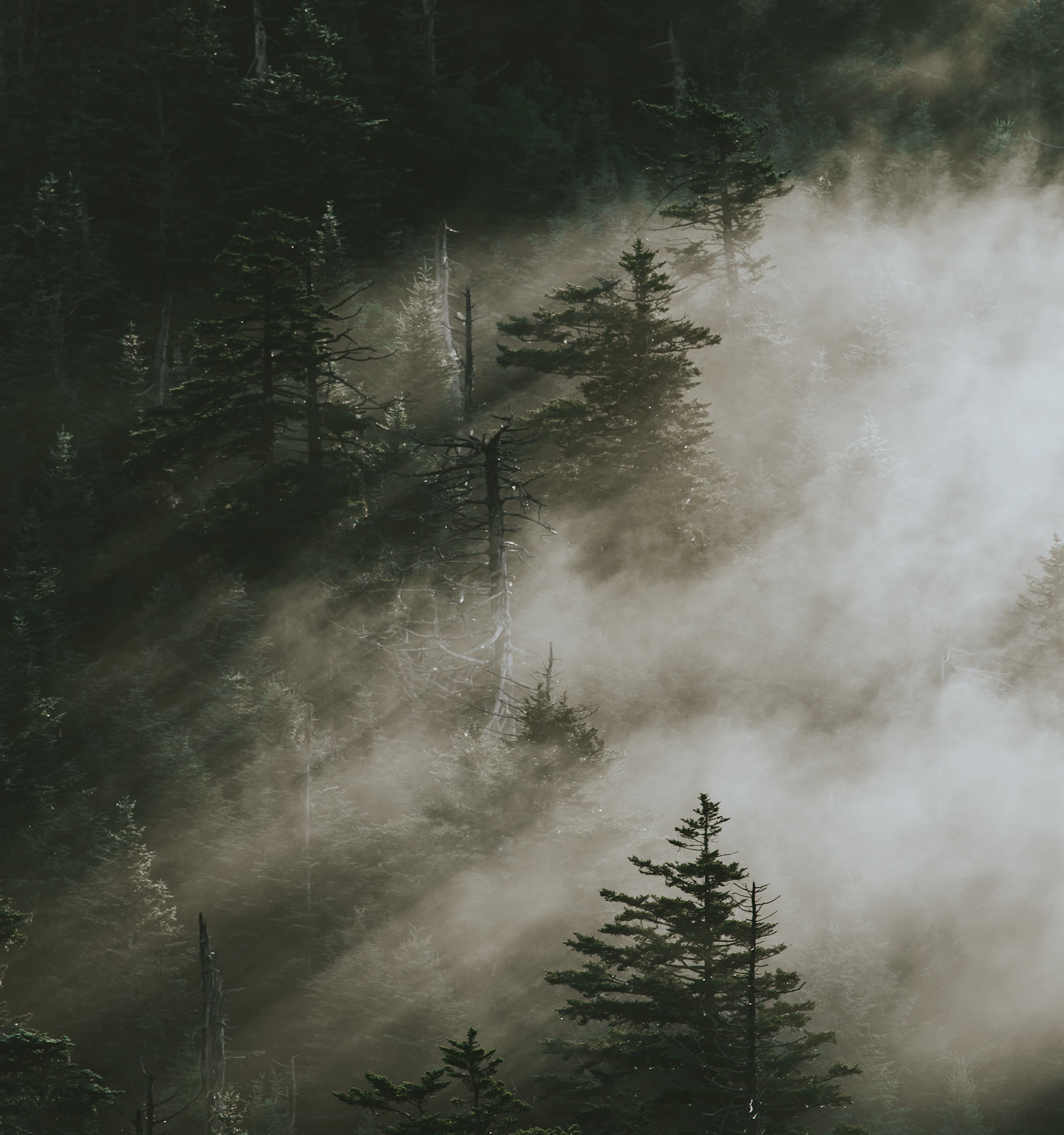 Sunlight filtering through mist among mountain pines